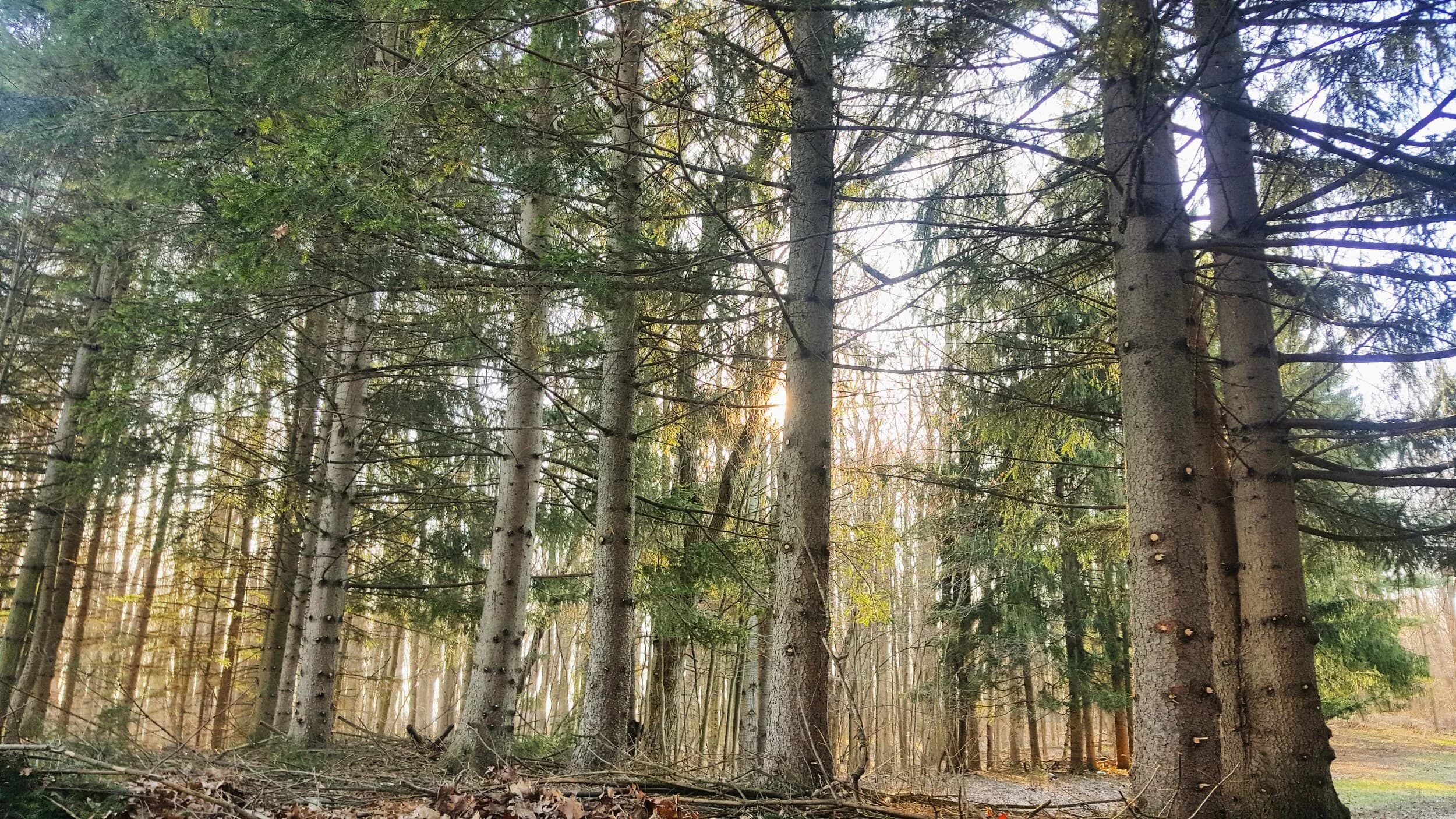 Fernwood Hills forest at golden hour