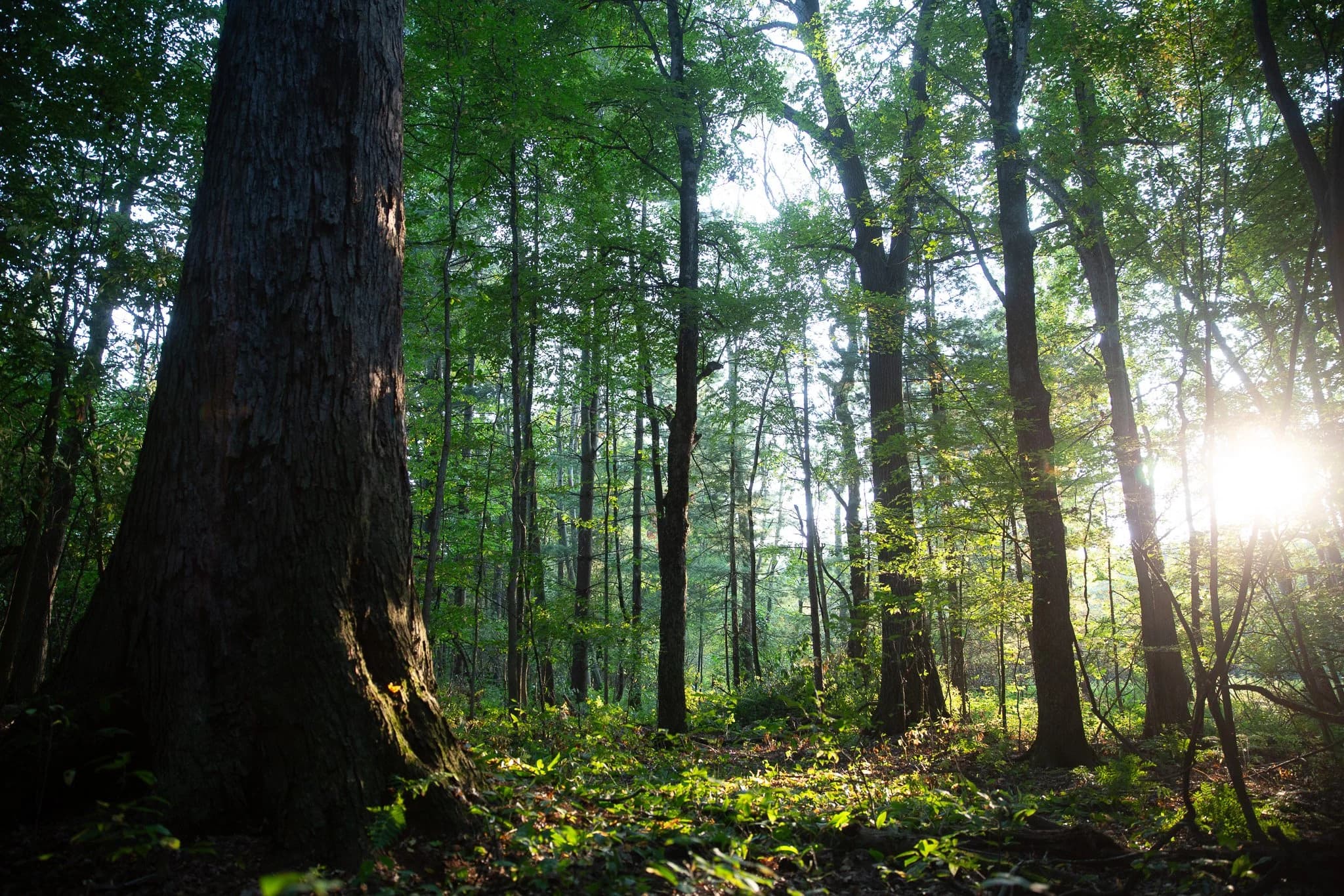 Sunlight filtering through the Carolinian canopy at Fernwood Hills