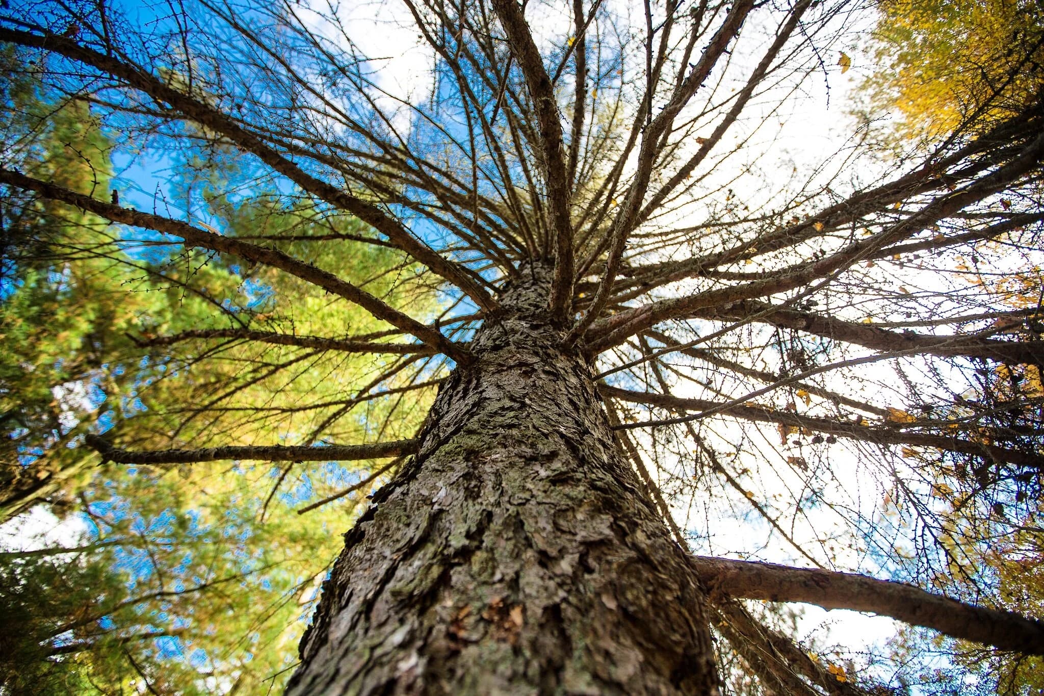 Fernwood Hills forest canopy
