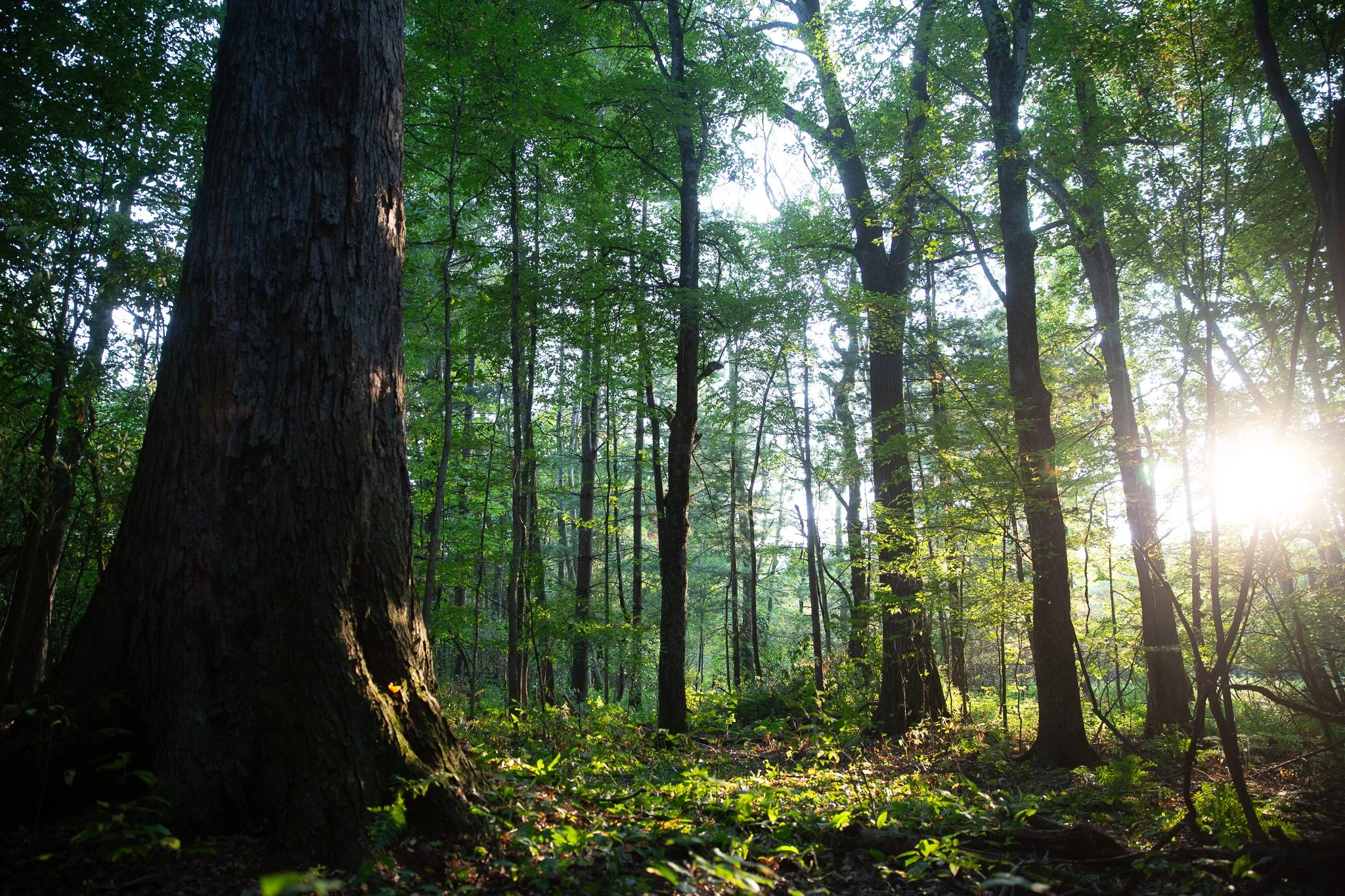 Forrest Co. handcrafted goods from Fernwood Hills